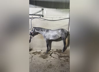 PRE, Ogier, 2 lat, 166 cm, Siwa