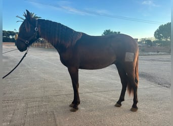 PRE Mix, Ogier, 2 lat, 167 cm, Kara