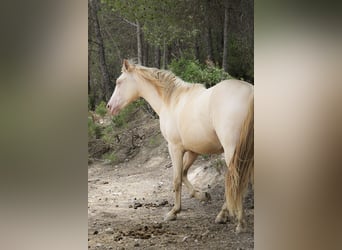 PRE Mix, Ogier, 2 lat, 167 cm, Perlino