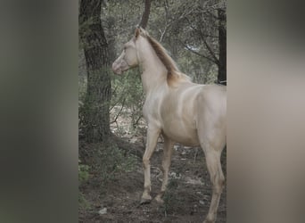 PRE Mix, Ogier, 2 lat, 167 cm, Perlino