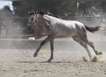 PRE, Ogier, 2 lat, 167 cm, Siwa