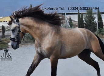 PRE Mix, Ogier, 2 lat, 168 cm, Bułana