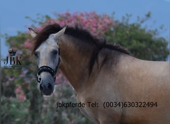 PRE Mix, Ogier, 2 lat, 168 cm, Bułana