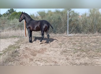 PRE, Ogier, 2 lat, 168 cm, Ciemnogniada