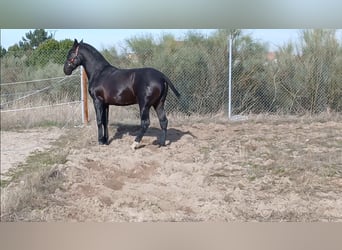 PRE Mix, Ogier, 2 lat, 168 cm, Ciemnogniada