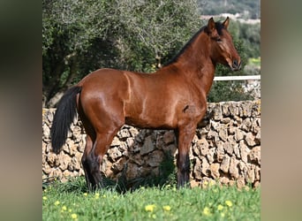 PRE Mix, Ogier, 2 lat, 168 cm, Gniada