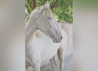 PRE, Ogier, 2 lat, 170 cm, Cremello