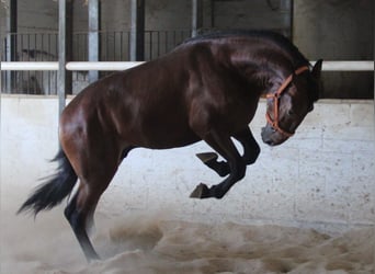 PRE Mix, Ogier, 2 lat, 170 cm, Gniada