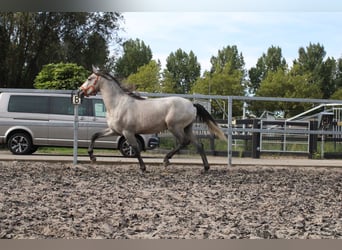 PRE Mix, Ogier, 2 lat, 170 cm, Siwa