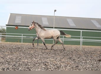 PRE Mix, Ogier, 2 lat, 170 cm, Siwa