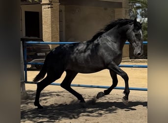 PRE, Ogier, 2 lat, 170 cm, Siwa
