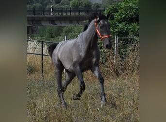 PRE, Ogier, 2 lat, 174 cm, Siwa