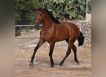 PRE Mix, Ogier, 2 lat, 175 cm, Gniada