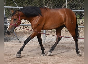 PRE Mix, Ogier, 2 lat, 175 cm, Gniada