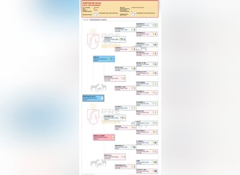 PRE, Ogier, 2 lat, Siwa