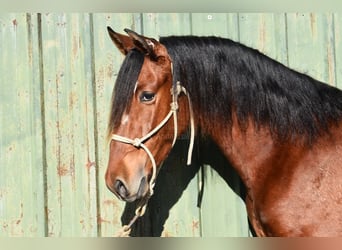 PRE Mix, Ogier, 3 lat, 148 cm, Gniada