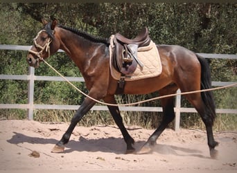 PRE Mix, Ogier, 3 lat, 153 cm, Ciemnogniada