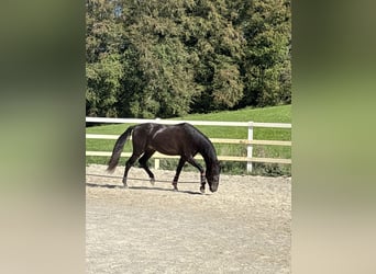 PRE Mix, Ogier, 3 lat, 154 cm, Kara