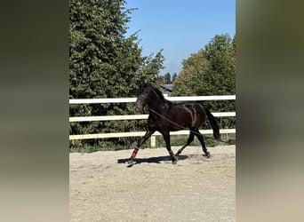 PRE Mix, Ogier, 3 lat, 154 cm, Kara