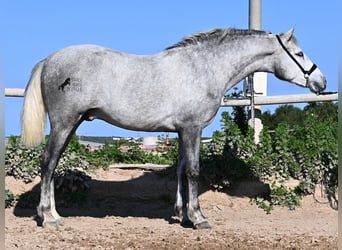 PRE, Ogier, 3 lat, 154 cm, Siwa