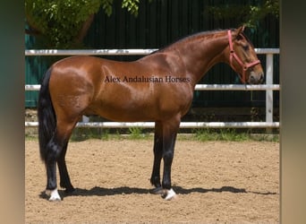 PRE Mix, Ogier, 3 lat, 155 cm, Gniada