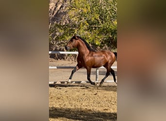 PRE Mix, Ogier, 3 lat, 155 cm, Gniada