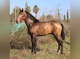 PRE, Ogier, 3 lat, 155 cm, Jelenia