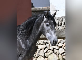 PRE Mix, Ogier, 3 lat, 155 cm, Siwa