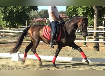 PRE, Ogier, 3 lat, 156 cm, Gniada