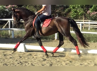 PRE, Ogier, 3 lat, 156 cm, Gniada