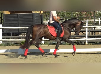 PRE, Ogier, 3 lat, 156 cm, Gniada