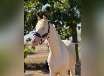 PRE Mix, Ogier, 3 lat, 156 cm, Perlino