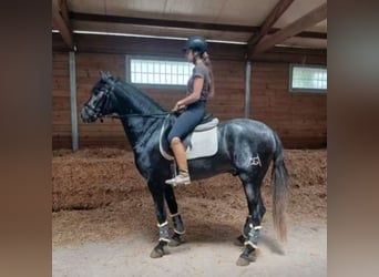 PRE Mix, Ogier, 3 lat, 156 cm, Siwa