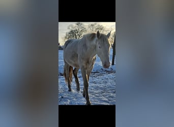 PRE Mix, Ogier, 3 lat, 158 cm, Cremello