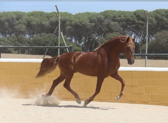 PRE Mix, Ogier, 3 lat, 158 cm, Kasztanowata