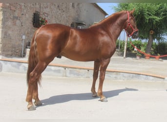 PRE Mix, Ogier, 3 lat, 158 cm, Kasztanowata