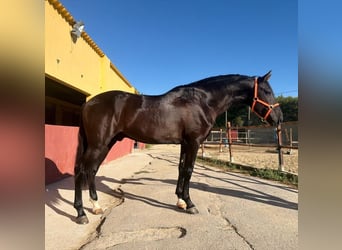 PRE, Ogier, 3 lat, 159 cm, Kara