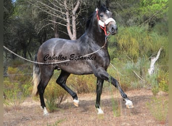 PRE, Ogier, 3 lat, 159 cm, Karosiwa