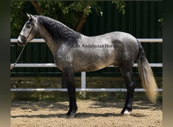 PRE Mix, Ogier, 3 lat, 159 cm, Siwa