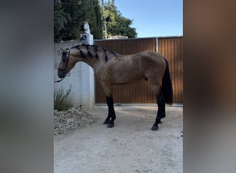 PRE Mix, Ogier, 3 lat, 160 cm, Bułana