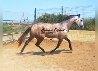 PRE Mix, Ogier, 3 lat, 160 cm, Formy Brown Falb