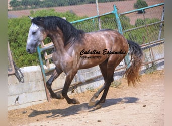 PRE Mix, Ogier, 3 lat, 160 cm, Formy Brown Falb