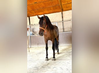 PRE Mix, Ogier, 3 lat, 160 cm, Gniada