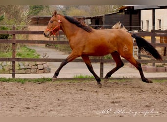 PRE Mix, Ogier, 3 lat, 160 cm, Gniada