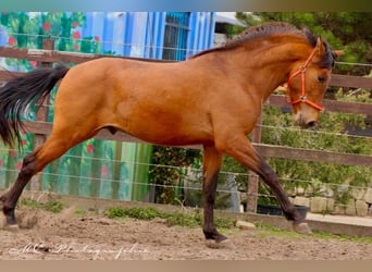 PRE Mix, Ogier, 3 lat, 160 cm, Gniada