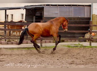 PRE Mix, Ogier, 3 lat, 160 cm, Gniada
