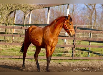 PRE Mix, Ogier, 3 lat, 160 cm, Gniada