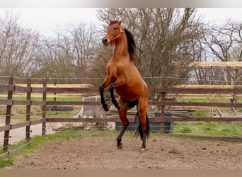PRE Mix, Ogier, 3 lat, 160 cm, Gniada