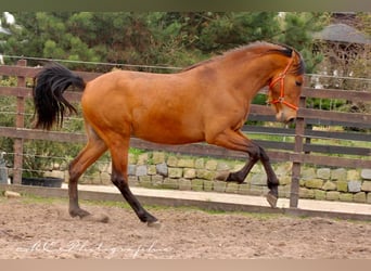 PRE Mix, Ogier, 3 lat, 160 cm, Gniada