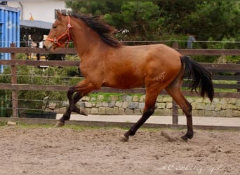 PRE Mix, Ogier, 3 lat, 160 cm, Gniada